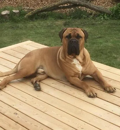 Bed & Breakfast Skorstensfejerens