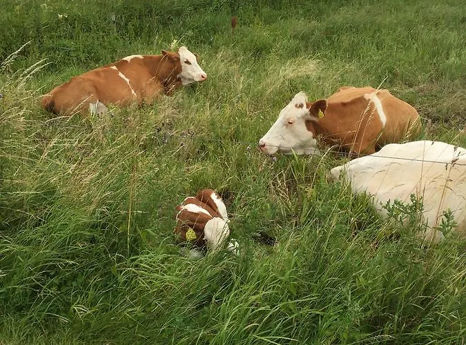 Bed and Breakfast Skorstensfejerens