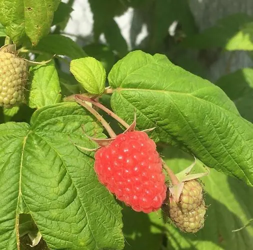 Skorstensfejerens Bed and Breakfast