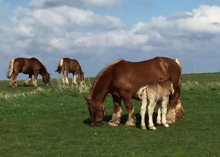 Bed and Breakfast Skorstensfejerens